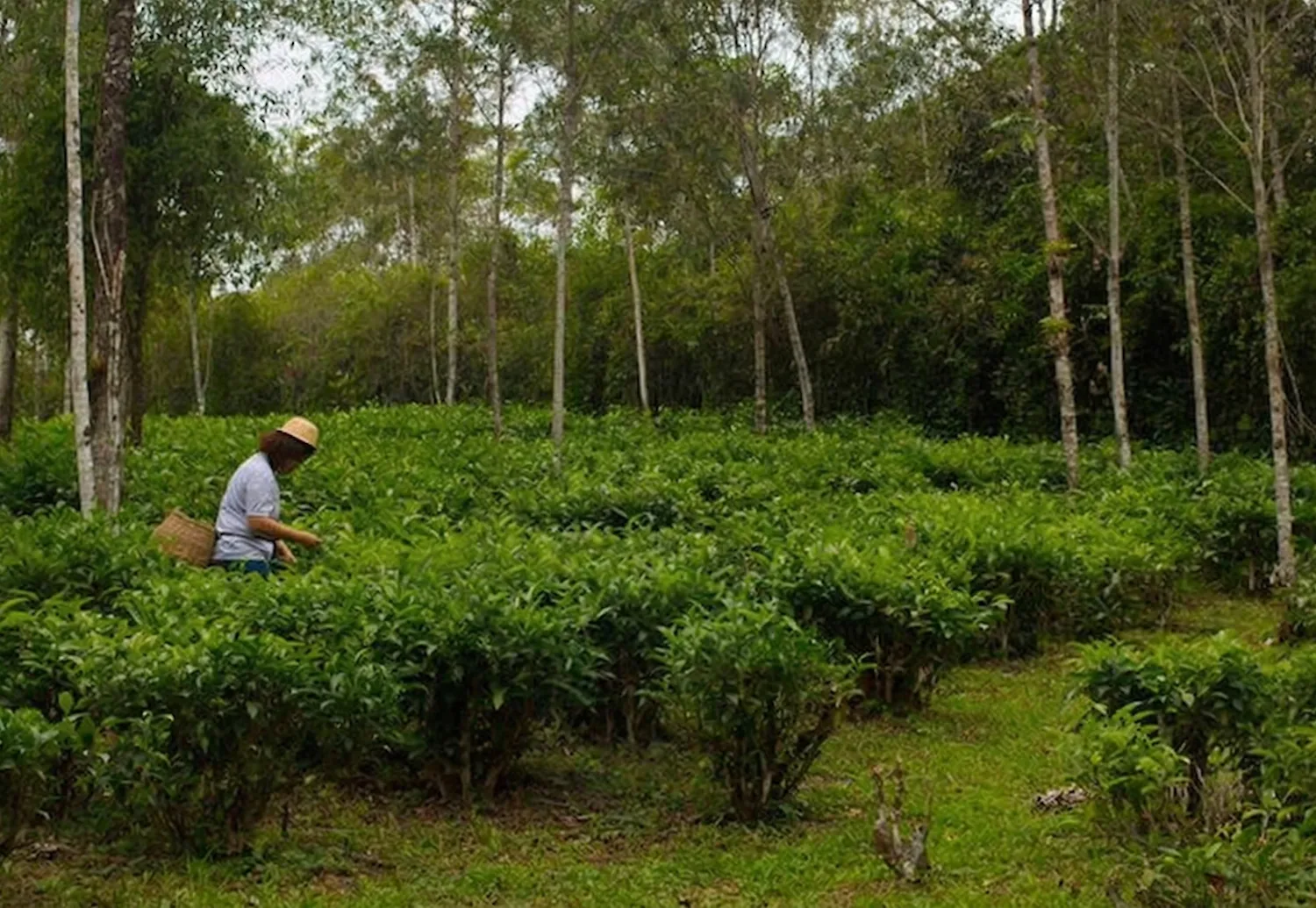 Plantación de té en el paisaje verde del Valle del Ribeira con cosecha en curso