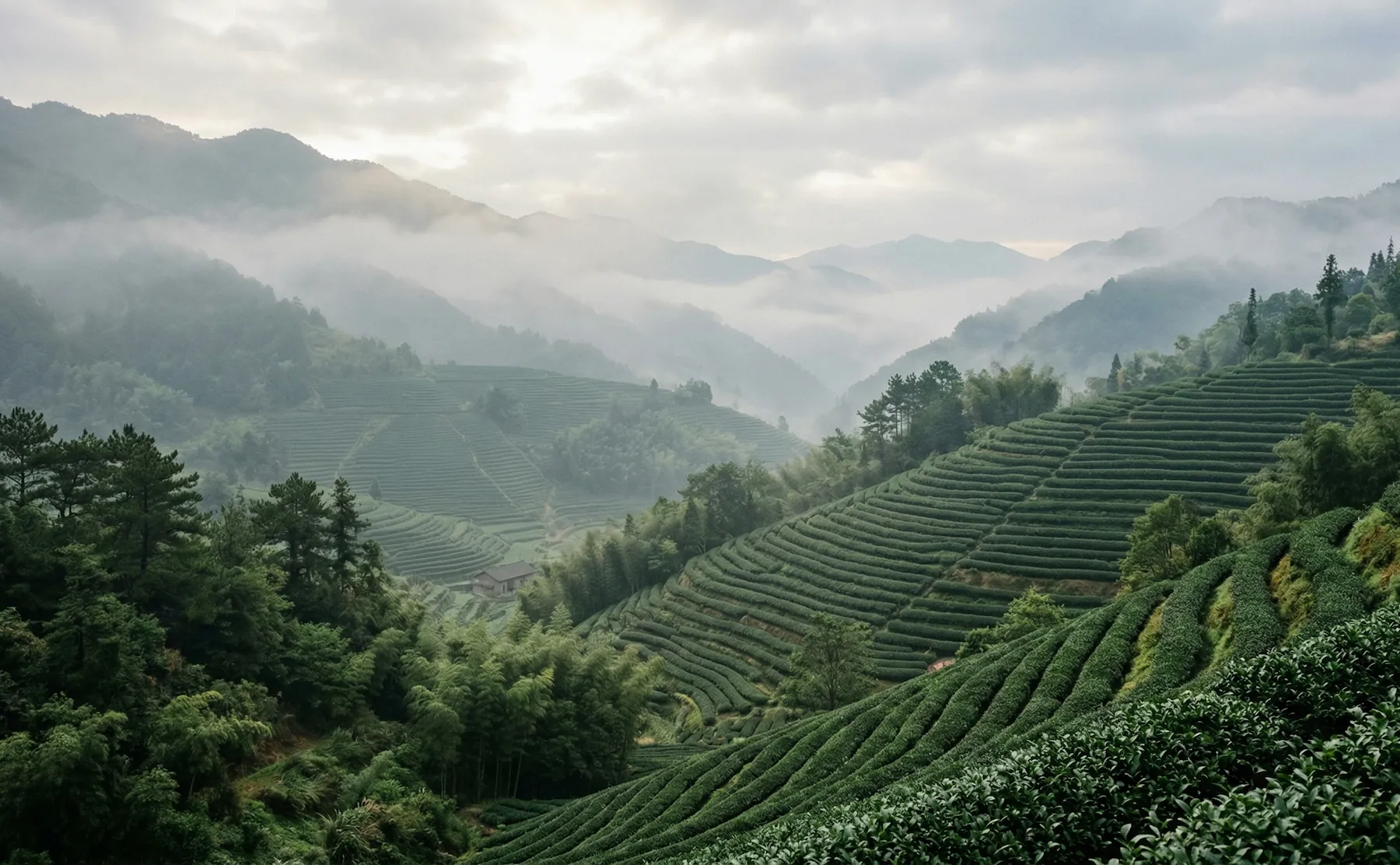 Montanhas orientais cobertas por névoa nutrindo plantações ancestrais de chá