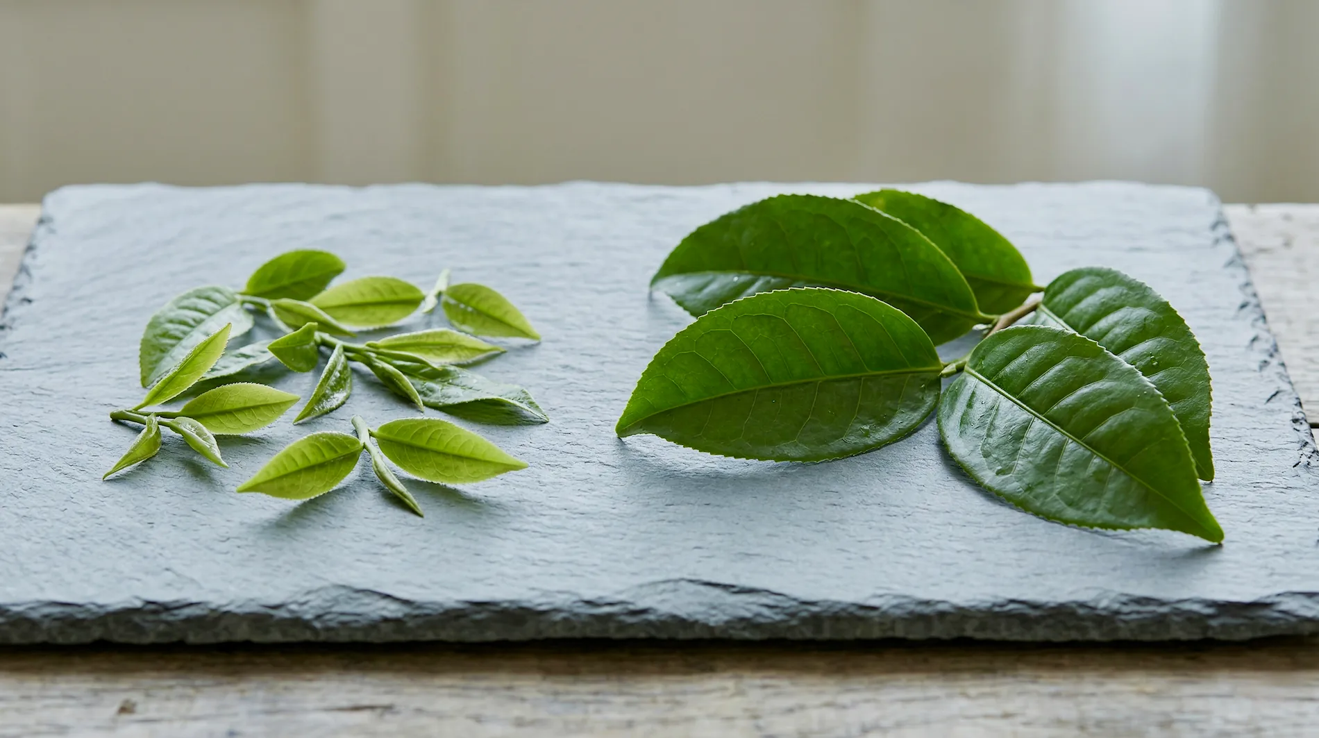 Comparison between smaller tea leaves and young buds on the left and larger leaves on the right over a dark surface