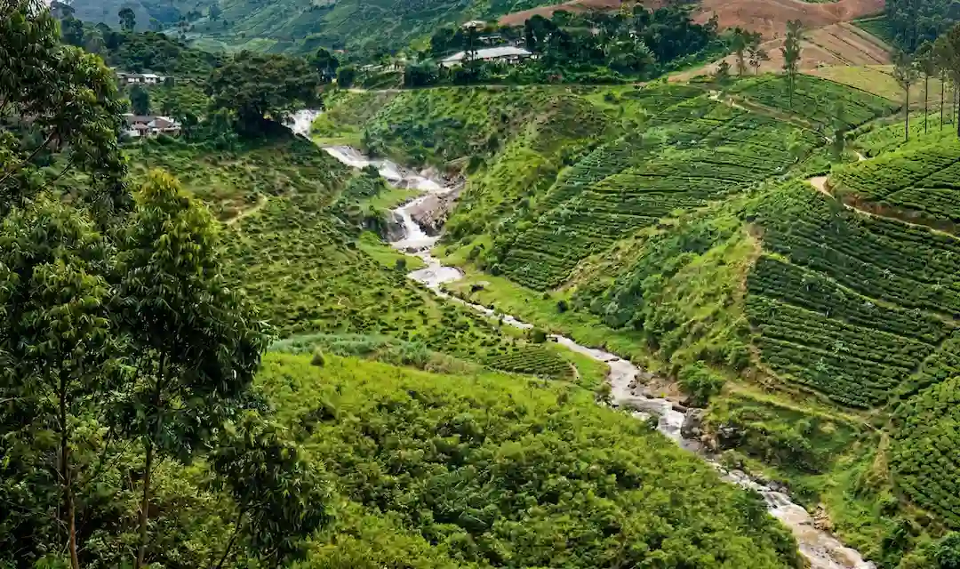 Vales e encostas verdes do Sri Lanka produzindo chá em diferentes elevações